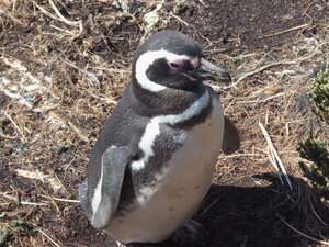 The first of many penguins. This is the only inquisitive soul