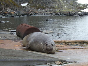 A stop off at Signy, and meeting my first elephant seal!