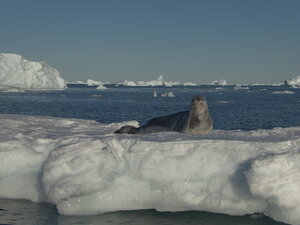 Leopard seal chilling on the ice, definitely aware of us!