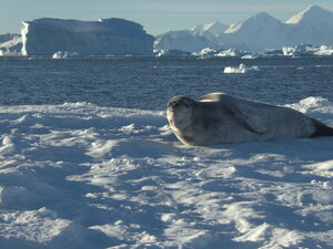 This is the most impressive of the predators seen on the ice around Rothera, but they deserve a great deal of respect.